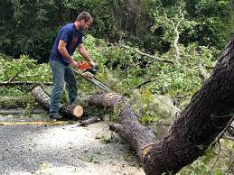 How Our Tree Care Process Works  in  Bellaire, OH